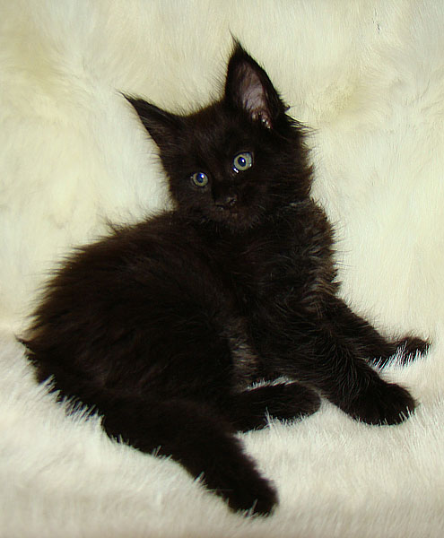     Catsvill County!   !    !       !!!    Catsvill County +7-926-544-74-09     .   ,   ,   ,    ,   ,  ,     ,   -,    ,   !